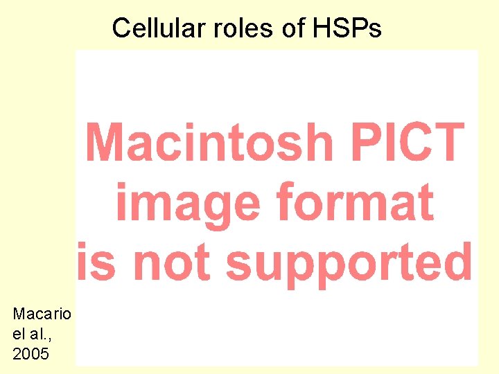 Cellular roles of HSPs Macario el al. , 2005 