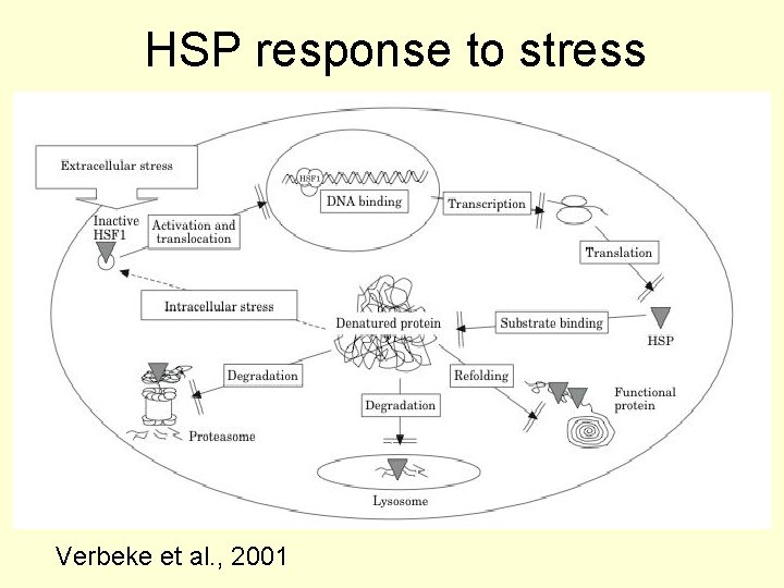 HSP response to stress Verbeke et al. , 2001 