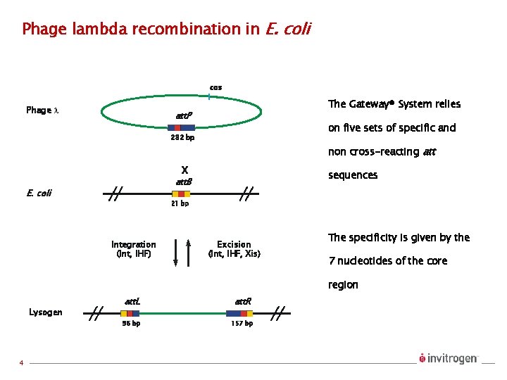 Phage lambda recombination in E. coli cos Phage l The Gateway® System relies att.