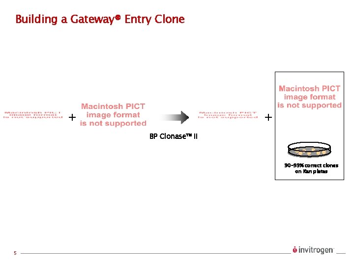 Building a Gateway® Entry Clone + + BP Clonase™ II 90 -99% correct clones