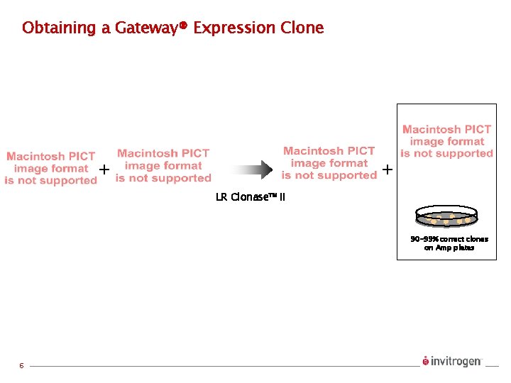 Obtaining a Gateway® Expression Clone + + LR Clonase™ II 90 -99% correct clones