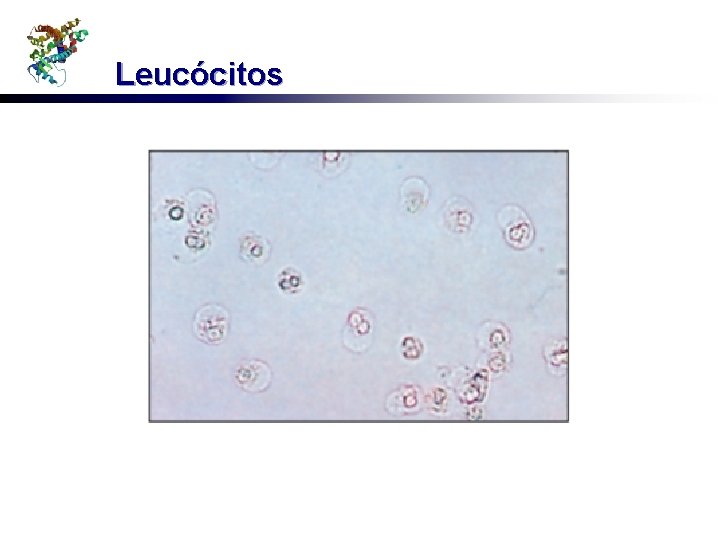 Leucócitos 