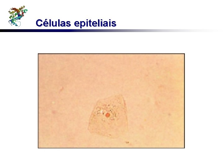 Células epiteliais 