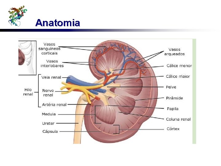 Anatomia 