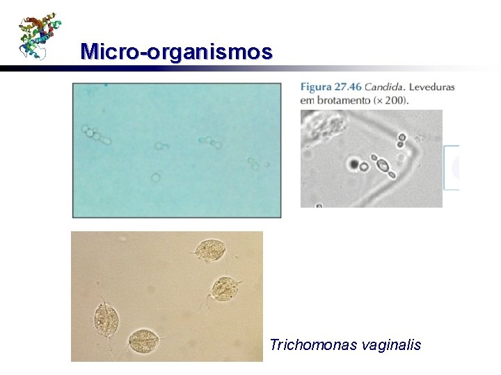 Micro-organismos Trichomonas vaginalis 