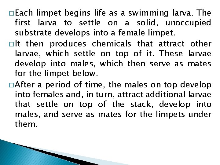 � Each limpet begins life as a swimming larva. The first larva to settle