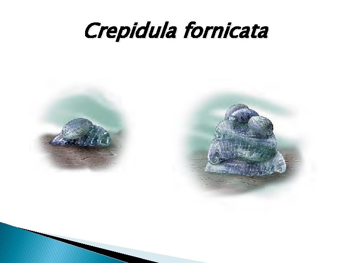 Crepidula fornicata 