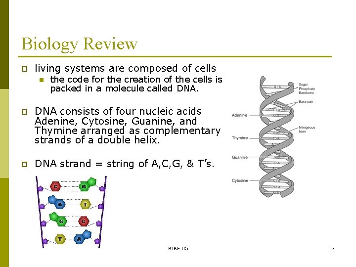 Biology Review p living systems are composed of cells n the code for the