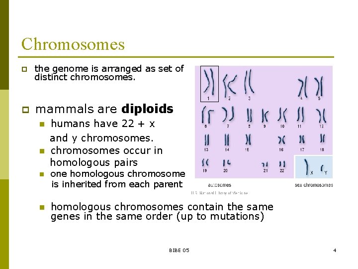 Chromosomes p the genome is arranged as set of distinct chromosomes. p mammals are