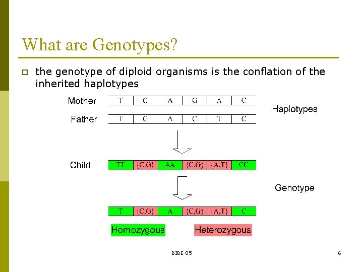 What are Genotypes? p the genotype of diploid organisms is the conflation of the