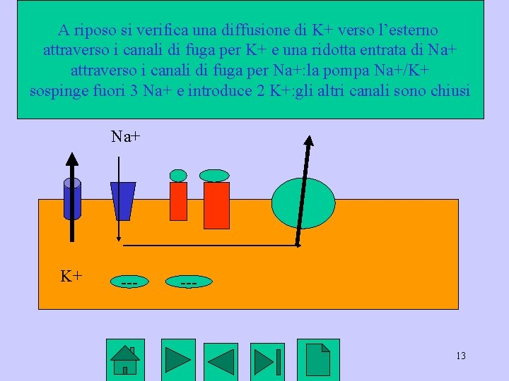 A riposo si verifica una diffusione di K+ verso l’esterno attraverso i canali di