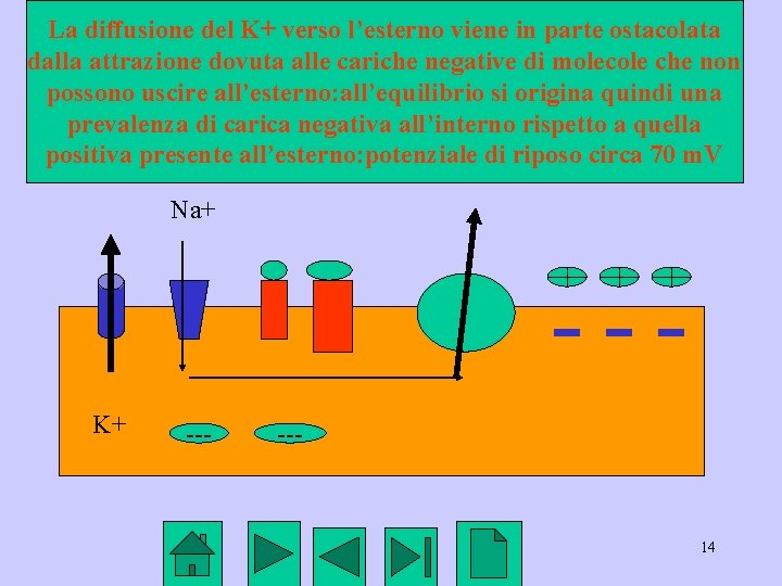 La diffusione del K+ verso l’esterno viene in parte ostacolata dalla attrazione dovuta alle