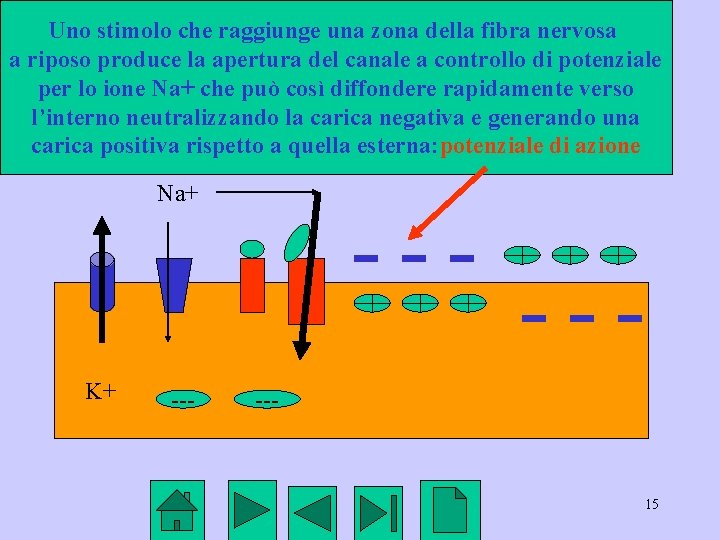 Uno stimolo che raggiunge una zona della fibra nervosa a riposo produce la apertura