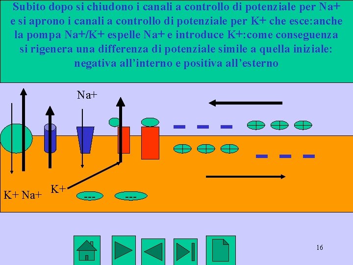 Subito dopo si chiudono i canali a controllo di potenziale per Na+ e si