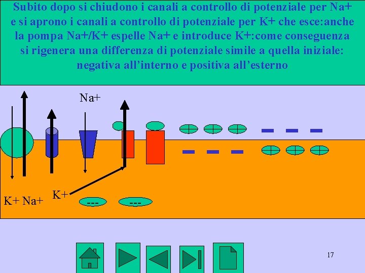 Subito dopo si chiudono i canali a controllo di potenziale per Na+ e si