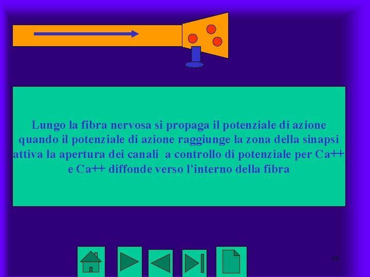 Lungo la fibra nervosa si propaga il potenziale di azione quando il potenziale di