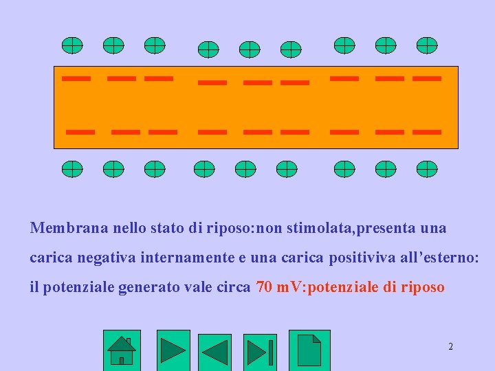 Membrana nello stato di riposo: non stimolata, presenta una carica negativa internamente e una