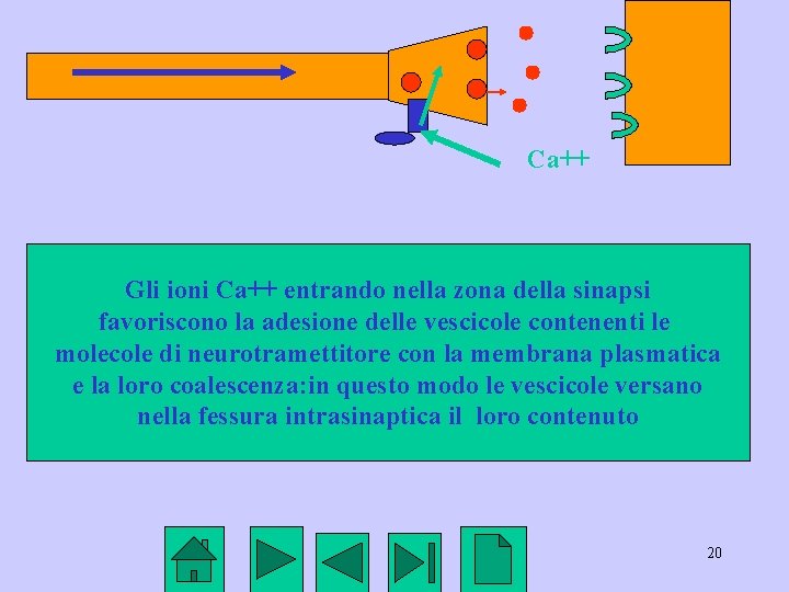 Ca++ Gli ioni Ca++ entrando nella zona della sinapsi favoriscono la adesione delle vescicole