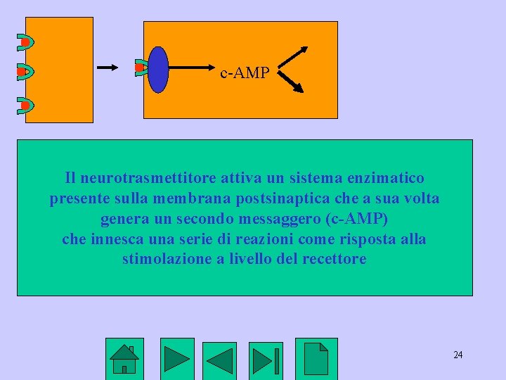 c-AMP Il neurotrasmettitore attiva un sistema enzimatico presente sulla membrana postsinaptica che a sua