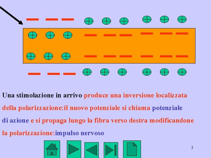 Una stimolazione in arrivo produce una inversione localizzata della polarizzazione: il nuovo potenziale si