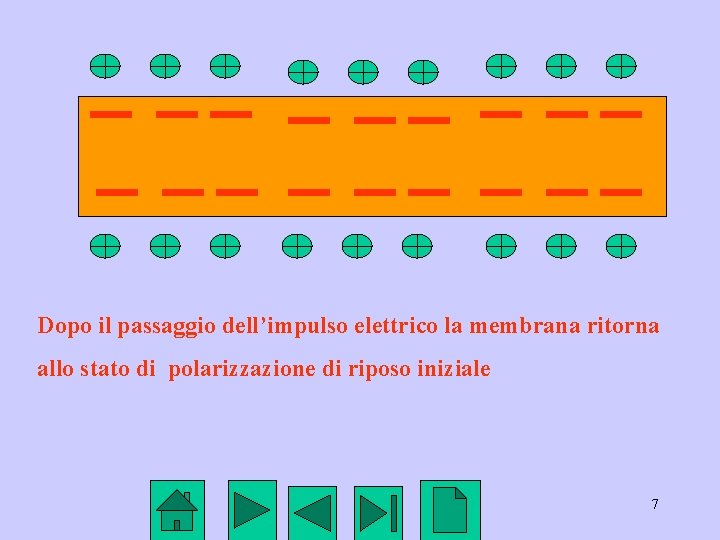 Dopo il passaggio dell’impulso elettrico la membrana ritorna allo stato di polarizzazione di riposo