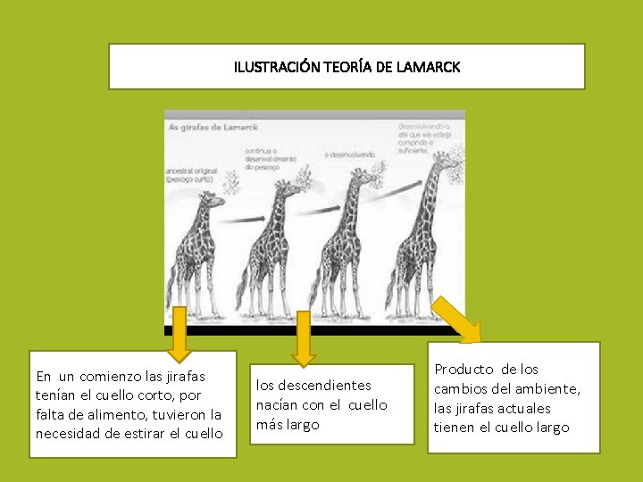 ILUSTRACIÓN TEORÍA DE LAMARCK En un comienzo las jirafas tenían el cuello corto, por ILUSTRACIÓN TEORÍA DE LAMARCK En un comienzo las jirafas tenían el cuello corto, por