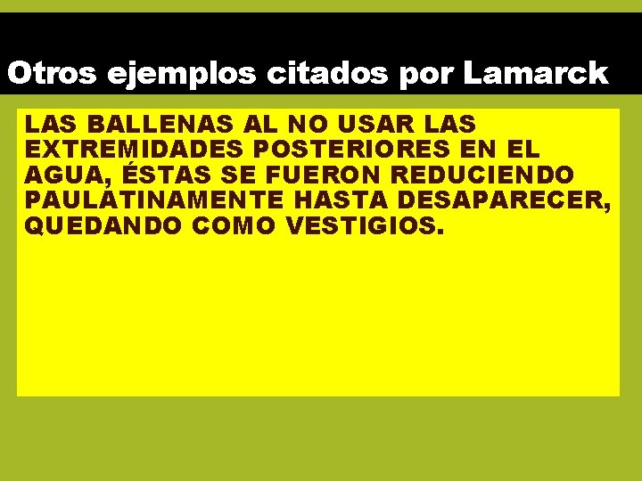 Otros ejemplos citados por Lamarck LAS BALLENAS AL NO USAR LAS EXTREMIDADES POSTERIORES EN Otros ejemplos citados por Lamarck LAS BALLENAS AL NO USAR LAS EXTREMIDADES POSTERIORES EN