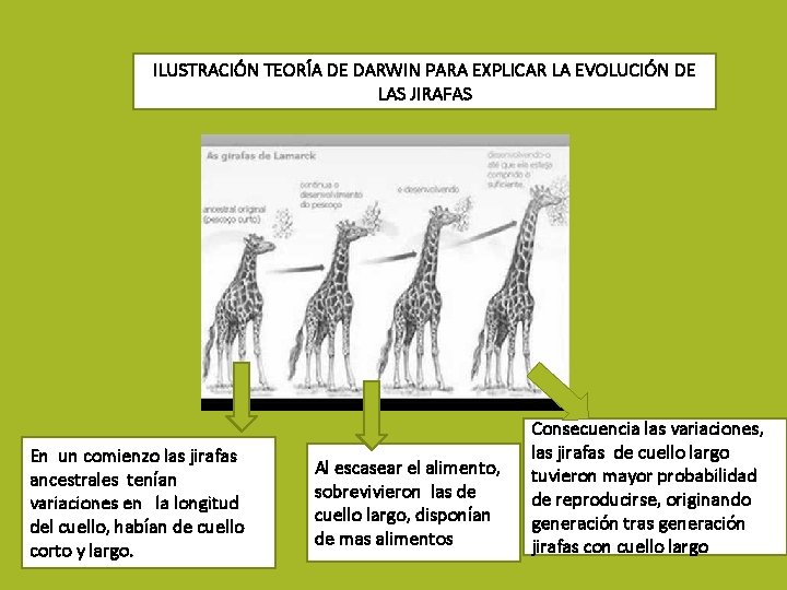 ILUSTRACIÓN TEORÍA DE DARWIN PARA EXPLICAR LA EVOLUCIÓN DE LAS JIRAFAS En un comienzo ILUSTRACIÓN TEORÍA DE DARWIN PARA EXPLICAR LA EVOLUCIÓN DE LAS JIRAFAS En un comienzo