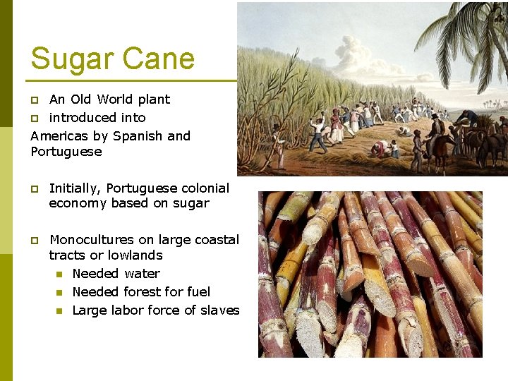 Sugar Cane An Old World plant p introduced into Americas by Spanish and Portuguese