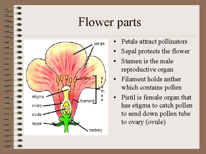 Flower parts • Petals attract pollinators • Sepal protects the flower • Stamen is