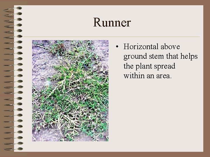 Runner • Horizontal above ground stem that helps the plant spread within an area.