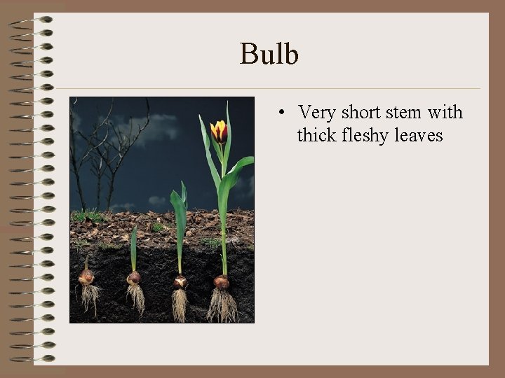 Bulb • Very short stem with thick fleshy leaves 