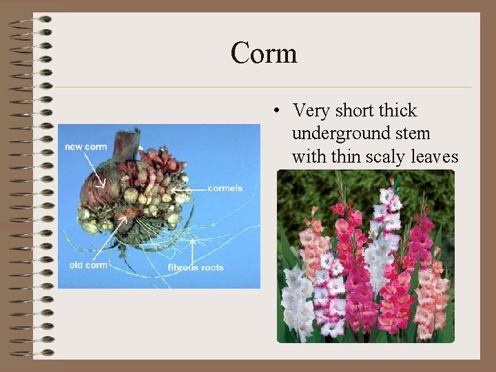 Corm • Very short thick underground stem with thin scaly leaves 