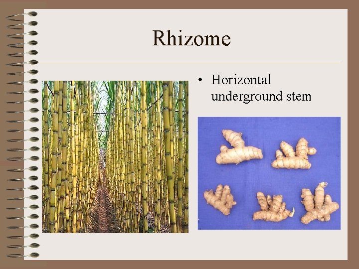 Rhizome • Horizontal underground stem 