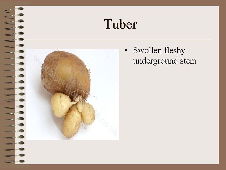 Tuber • Swollen fleshy underground stem 