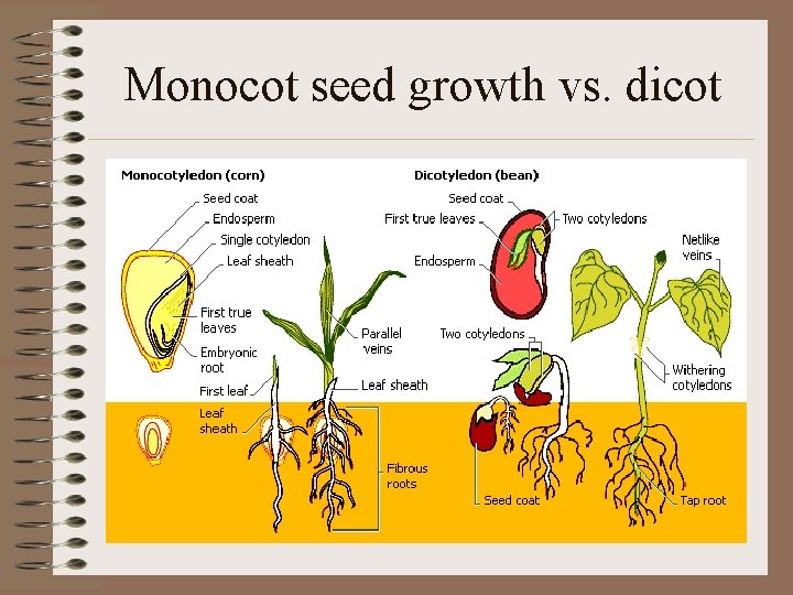 Monocot seed growth vs. dicot 