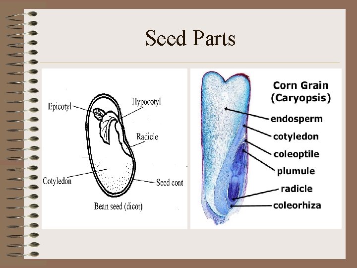 Seed Parts • 