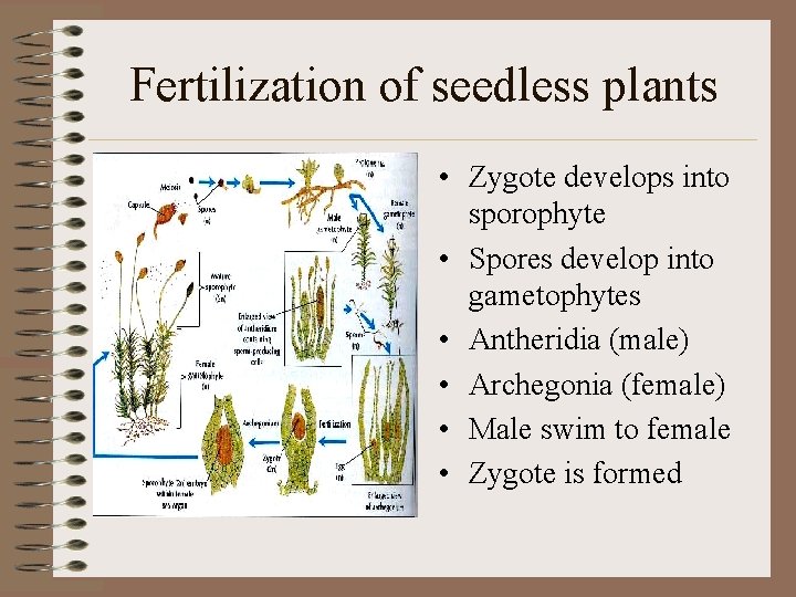 Fertilization of seedless plants • Zygote develops into sporophyte • Spores develop into gametophytes