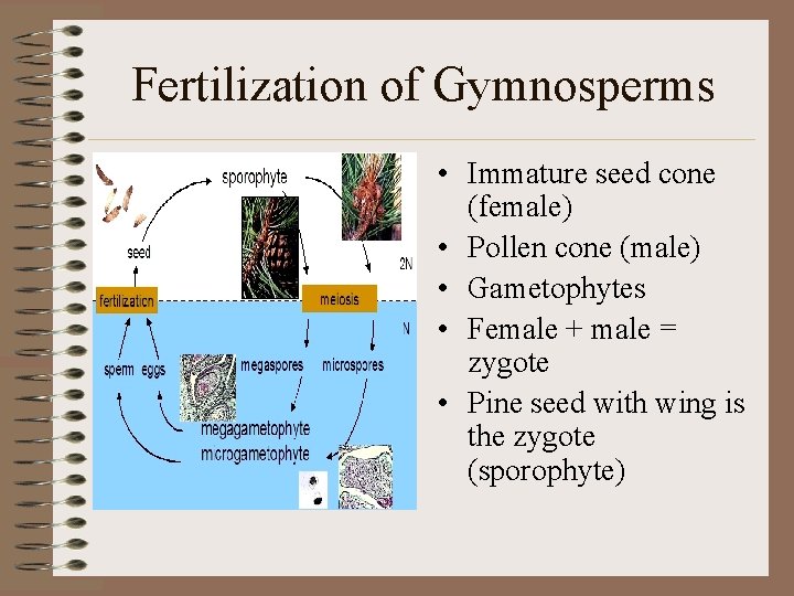Fertilization of Gymnosperms • Immature seed cone (female) • Pollen cone (male) • Gametophytes
