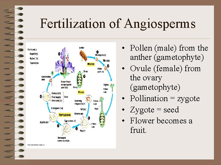 Fertilization of Angiosperms • Pollen (male) from the anther (gametophyte) • Ovule (female) from
