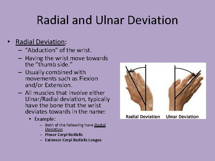 Radial and Ulnar Deviation • Radial Deviation: – “Abduction” of the wrist. – Having