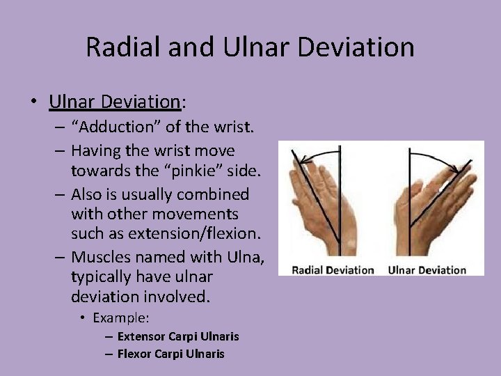 Radial and Ulnar Deviation • Ulnar Deviation: – “Adduction” of the wrist. – Having