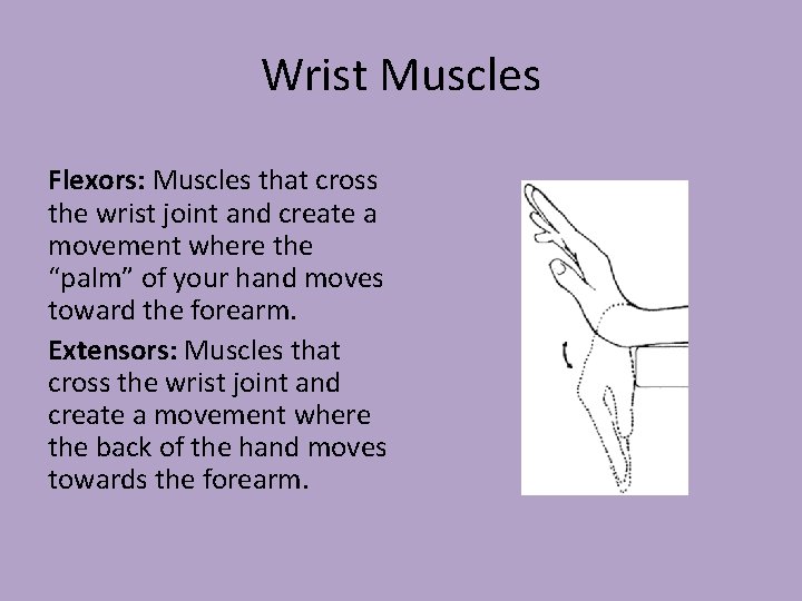 Wrist Muscles Flexors: Muscles that cross the wrist joint and create a movement where