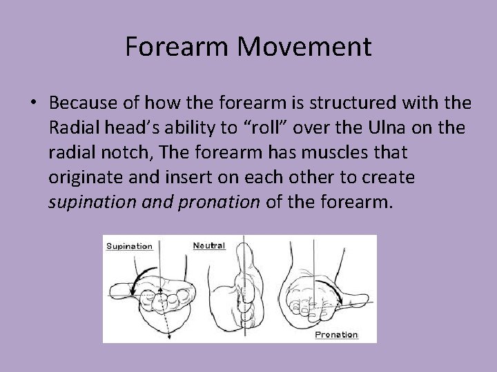 Forearm Movement • Because of how the forearm is structured with the Radial head’s