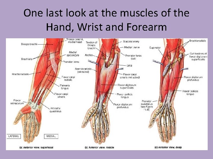 One last look at the muscles of the Hand, Wrist and Forearm 