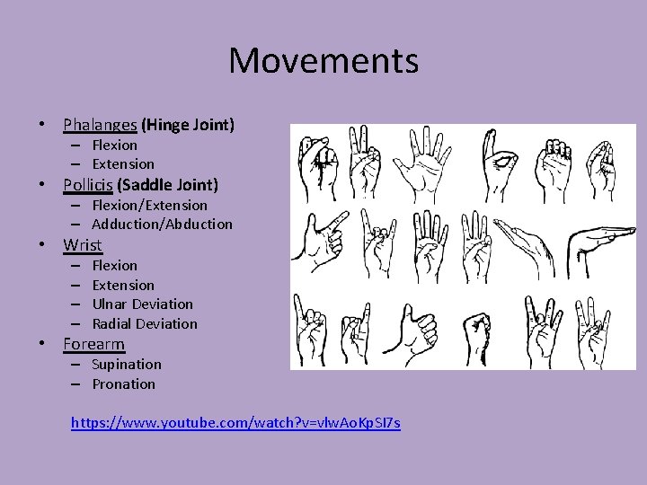 Movements • Phalanges (Hinge Joint) – Flexion – Extension • Pollicis (Saddle Joint) –