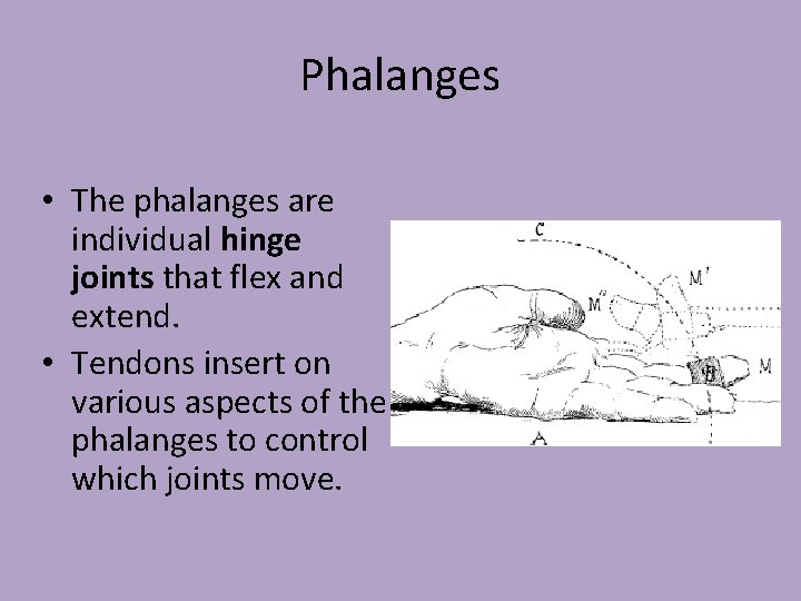 Phalanges • The phalanges are individual hinge joints that flex and extend. • Tendons