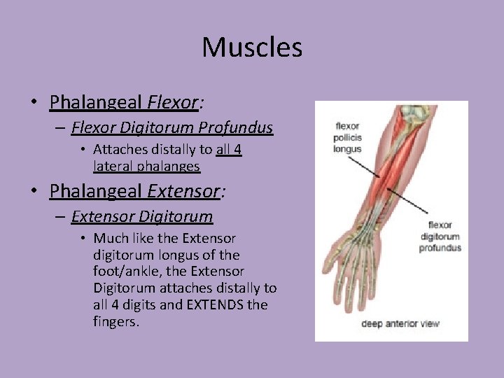 Muscles • Phalangeal Flexor: – Flexor Digitorum Profundus • Attaches distally to all 4