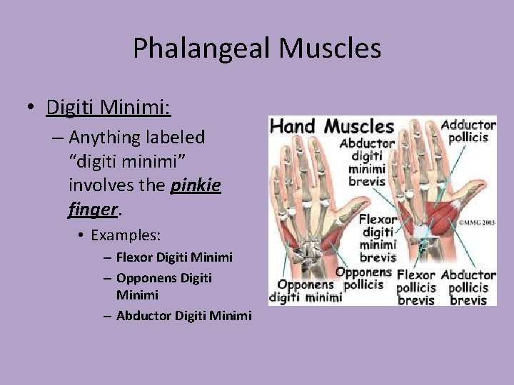 Phalangeal Muscles • Digiti Minimi: – Anything labeled “digiti minimi” involves the pinkie finger.