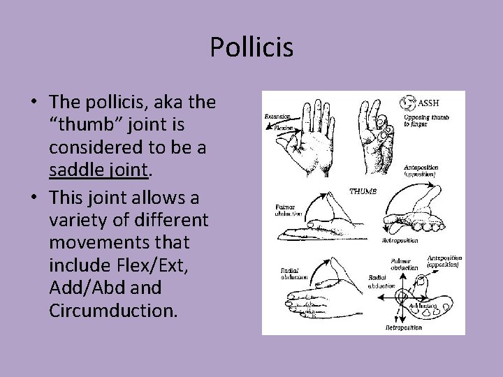 Pollicis • The pollicis, aka the “thumb” joint is considered to be a saddle